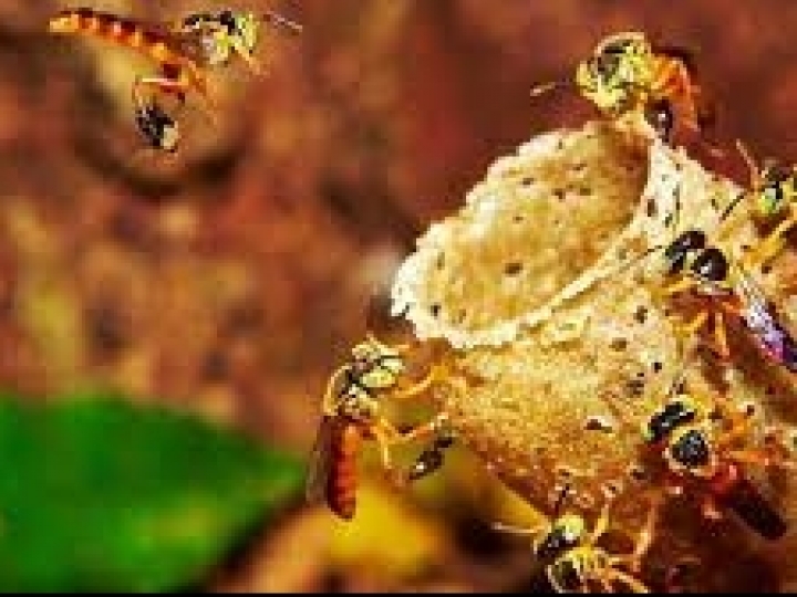 Curso gratuito para criar abelhas sem ferrão em casa