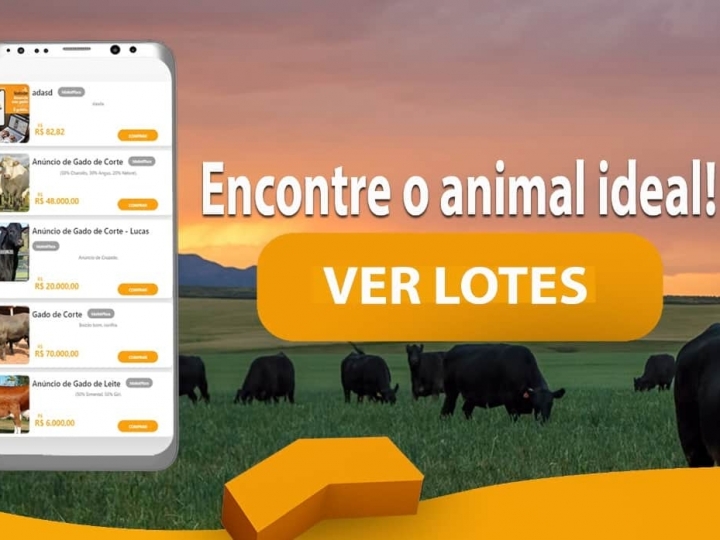 Startup do interior do Paraná desenvolve o “Mercado Livre de bois” e ganha prêmio nacional