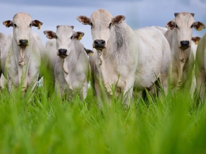 Fungo aplicado na pastagem é capaz de controlar carrapato bovino