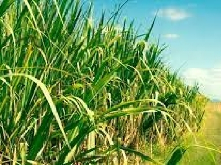 Exportações do Complexo Sucroalcooleiro crescem 37,4% entre janeiro e abril de 2021 e aumentam superávit