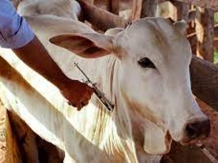 Brasil tem mais seis estados reconhecidos como áreas livres de febre aftosa sem vacinação