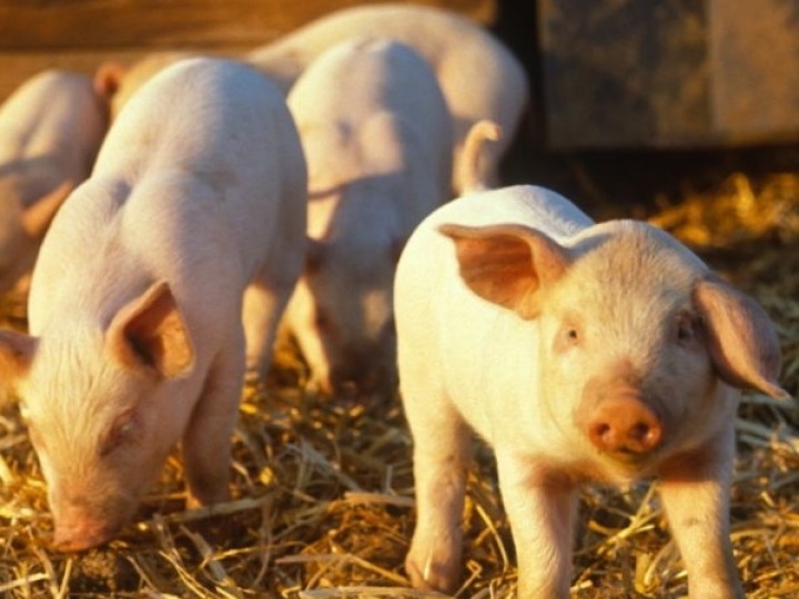 Vacinação contra a peste suína clássica começa dia 24 de maio em Alagoas