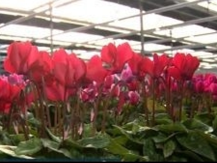 Produtores estão otimistas com a venda de flores e plantas para o Dia das Mães