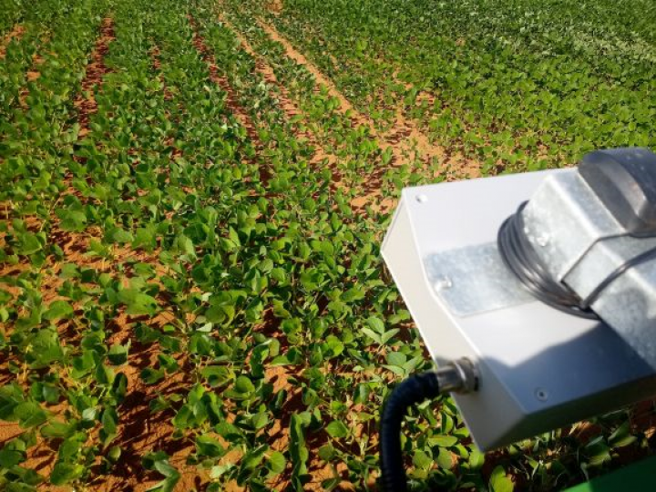 Tecnologia permite detectar e combater plantas daninhas com precisão 