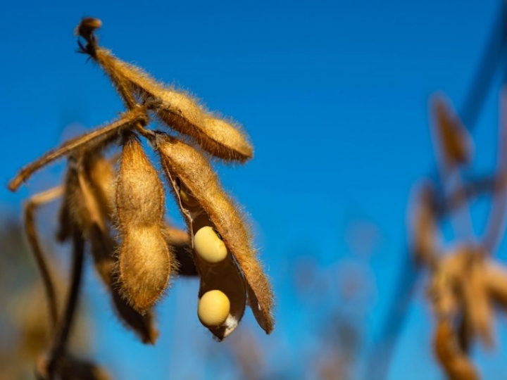 Mapa publica zoneamento agrícola da soja para safra 2021/2022