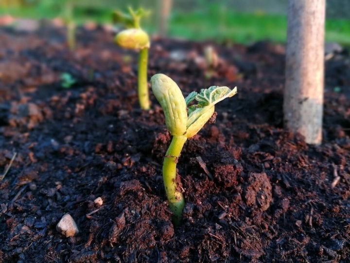 Conab prevê queda no preço do feijão com a menor procura dos consumidores e entrada da safra 