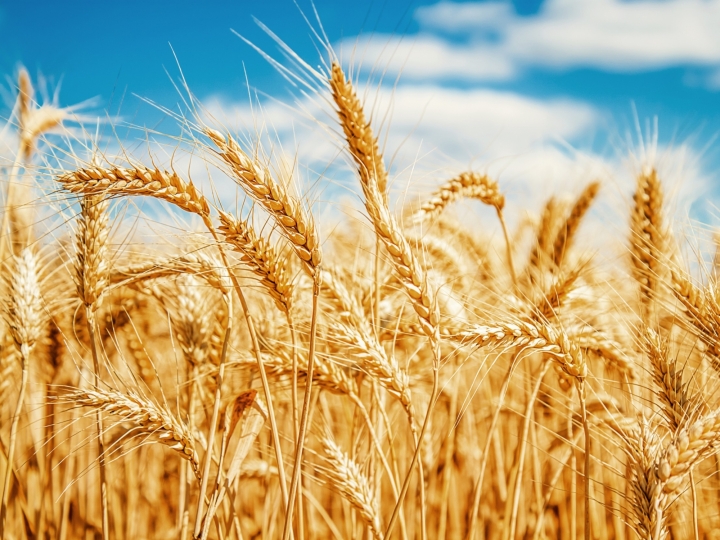 Bunge retoma moagem de trigo em Brasília 