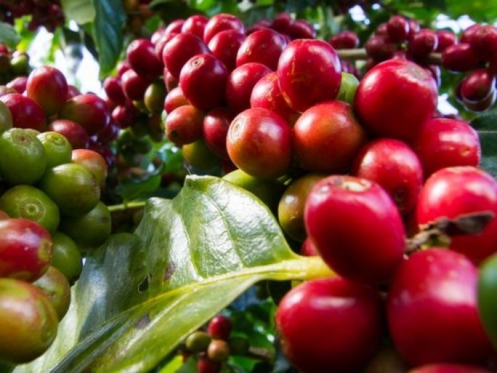 Controle do bicho mineiro é essencial para manter a produtividade nos cafezais 