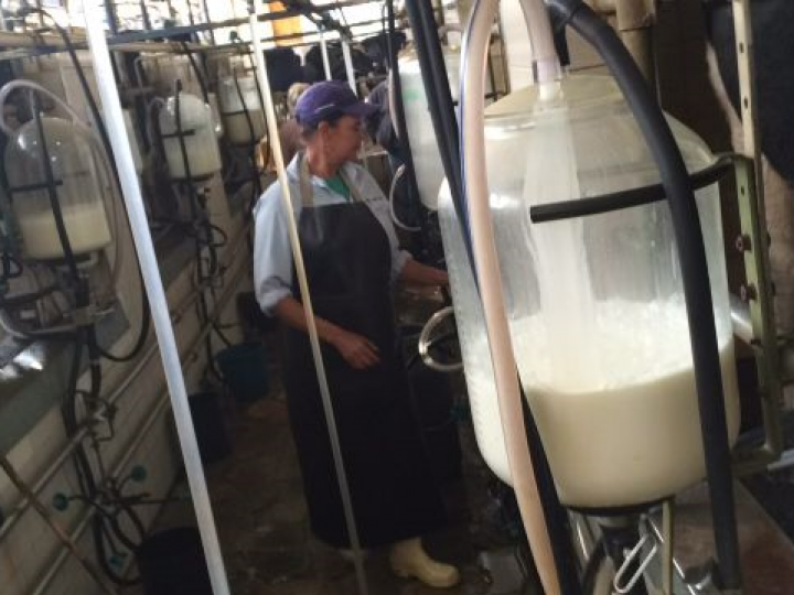 Leite: alimento de alto valor nutricional está sempre no foco das pesquisas do IZ