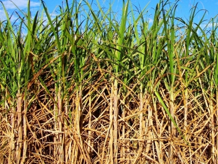 Atividades em usinas sucroalcooleiras do Nordeste crescem na safra 2020/21