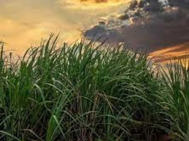 Mosaic Fertilizantes apresenta soluções multinutrientes para adubação de performance no cultivo da cana-de-açúcar