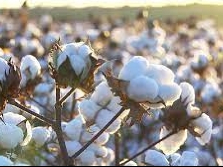 Bayer renova parceria com Sou de Algodão, em apoio à produção responsável da fibra 