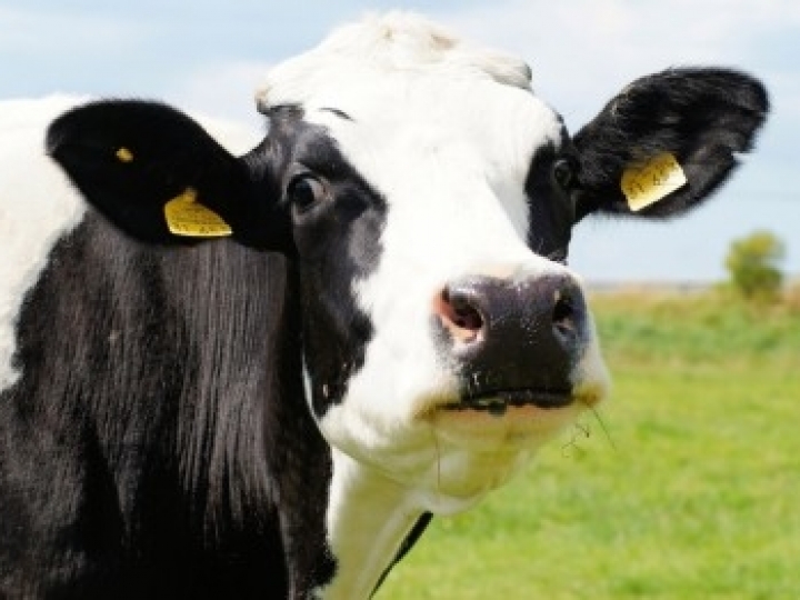 Grupo usa chip que mimetiza o endométrio bovino para estudar fatores que podem comprometer a gestação