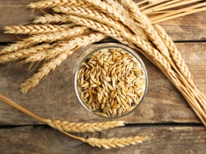 Cenário favorável para a cevada