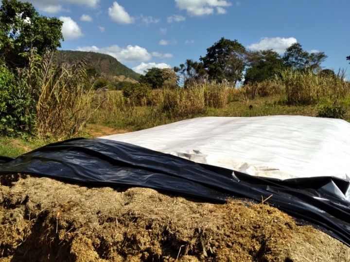 Produtor garante comida para o gado na  seca reduzindo em 50% custo do volumoso