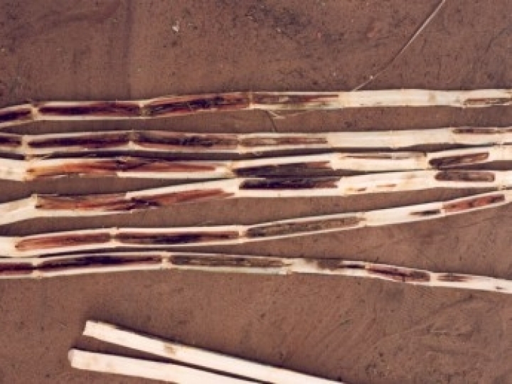 Fungo causador da podridão vermelha 'manipula' insetos e plantas para se disseminar pelos canaviais