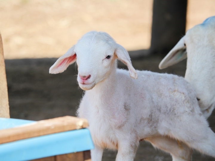 Produtores de ovinos devem redobrar cuidados com cordeiros durante frio