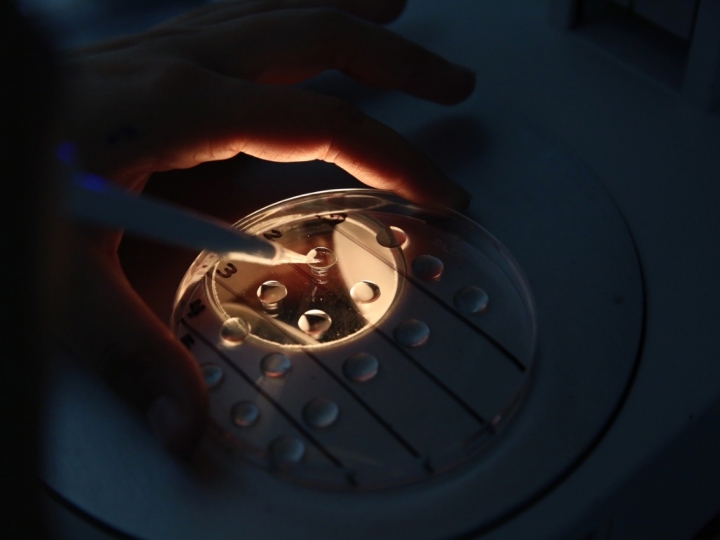 Projeto aumenta acesso de pequenos produtores à tecnologia de embriões