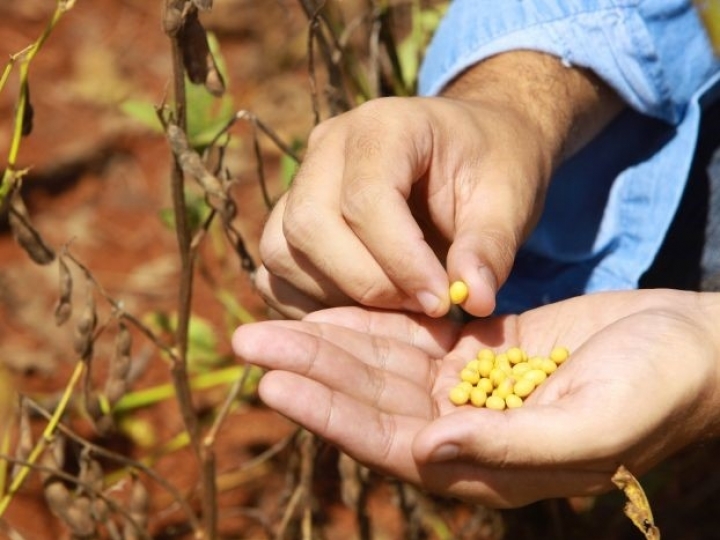 Volume de soja certificada da Cargill cresce 75% e 143 produtores recebem bonificação 