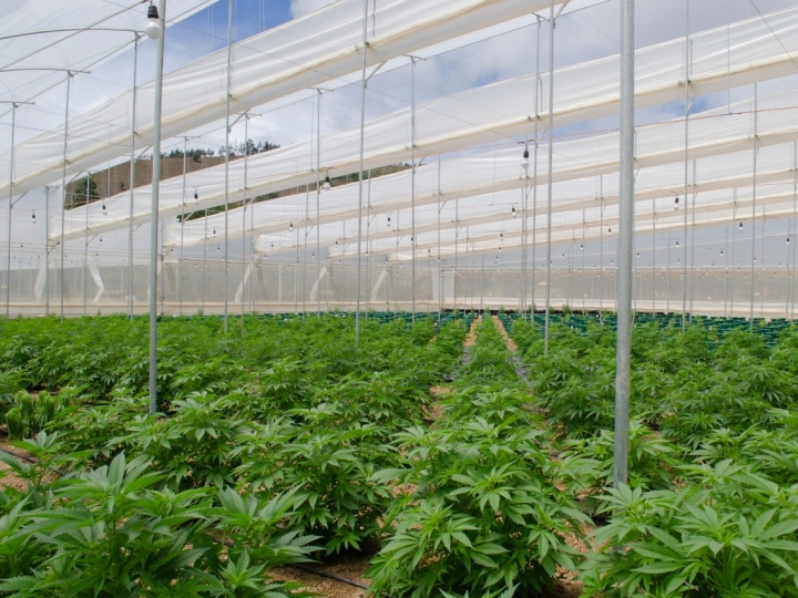 Empresa de cannabis medicinal Clever Leaves faz uso de inovações tecnológicas em suas plantações