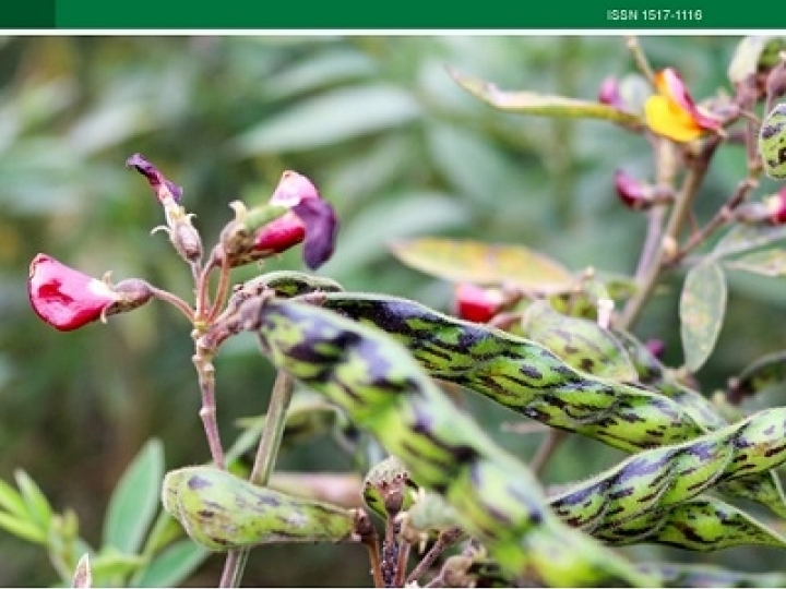 Linhagem de guandu apresenta velocidade de implantação, qualidade de grãos e está em testes para alimentação humana
