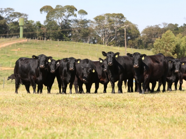 CB Genetics vende 1.000 embriões e sêmen de Angus, Brangus, Brahman e Nelore