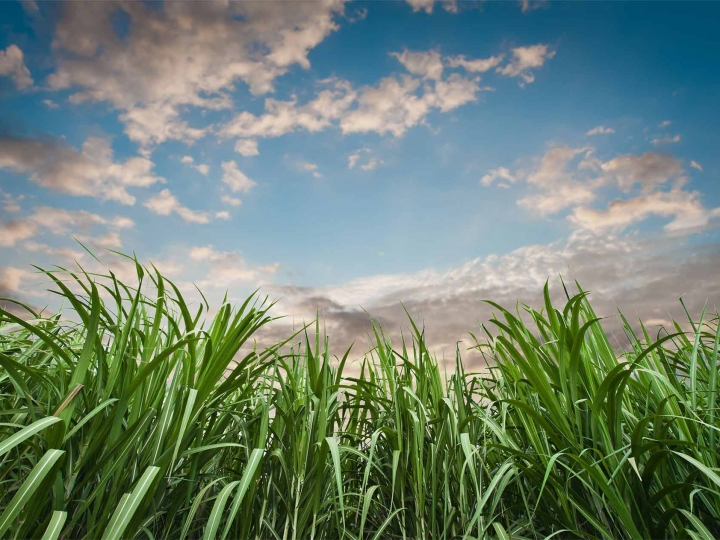 Biosev finaliza safra 20/21 com lucro líquido de R$ 216,4 milhões 