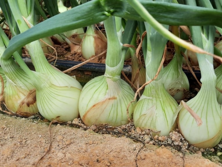 Cebolas Superseed oferecem alta produtividade para o agricultor