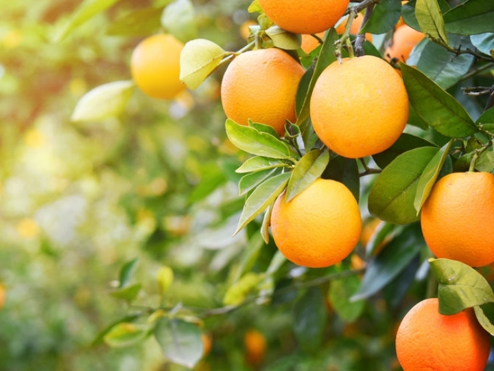 Produtores de frutas cítricas garantem alimento saudável no Brasil e no mundo