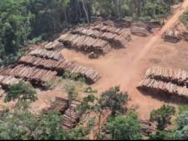 Máquina de classificação de madeira criada pelo Serviço Florestal Brasileiro recebe patente