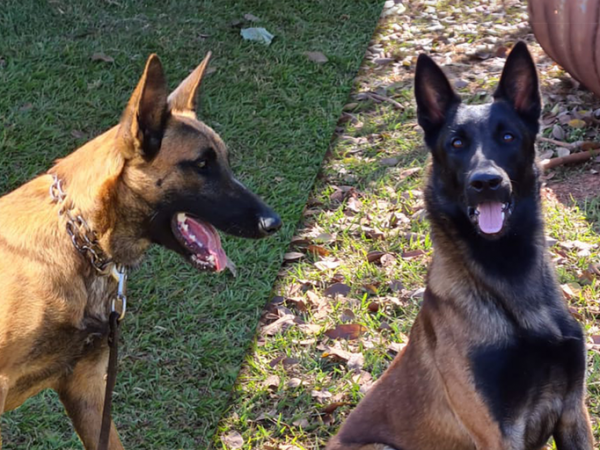 Gael e Hunter vão integrar a equipe do Centro Nacional de Cães de Detecção do Mapa   Foto: Divulgação