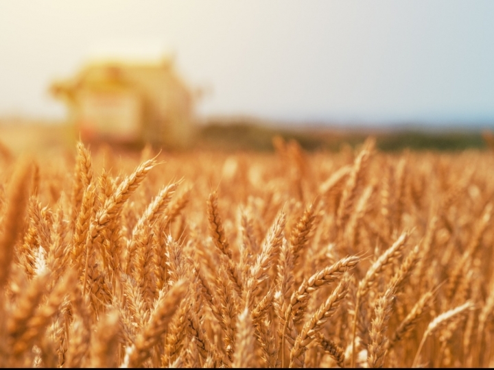 Cereal de inverno merece atenção com pragas e doenças
