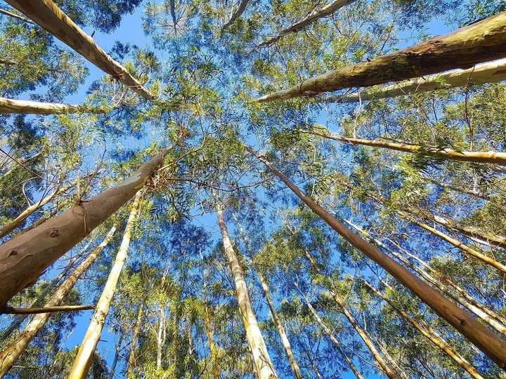 BNDES apoia plantio de eucalipto no interior de Minas Gerais