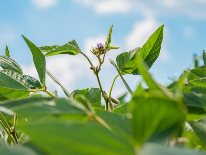 Mercado de fertilizantes especiais cresce 41,8% em 2020 