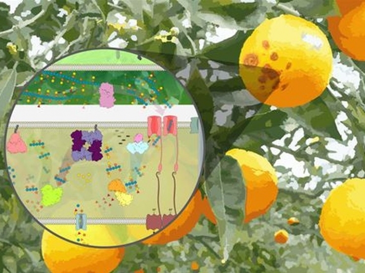 Bactéria do cancro cítrico pode ser aliada na produção de biorrenováveis