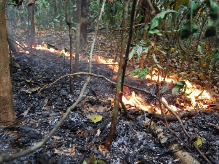 Estudo avalia os impactos de secas e incêndios na floresta amazônica