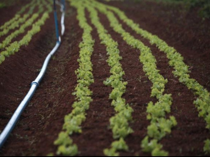 Mapa atinge a marca de 50 especificações de referência para registro de defensivos biológicos
