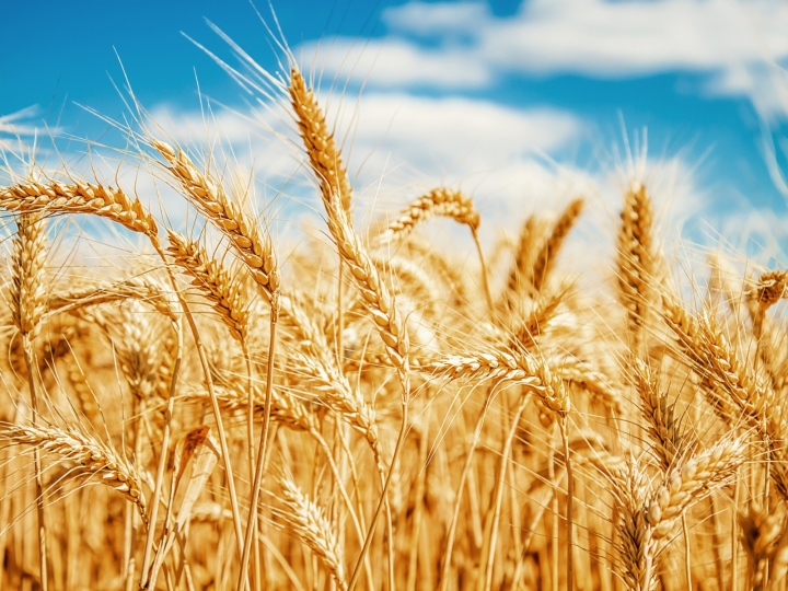 Geadas podem atrapalhar safra de trigo em São Paulo