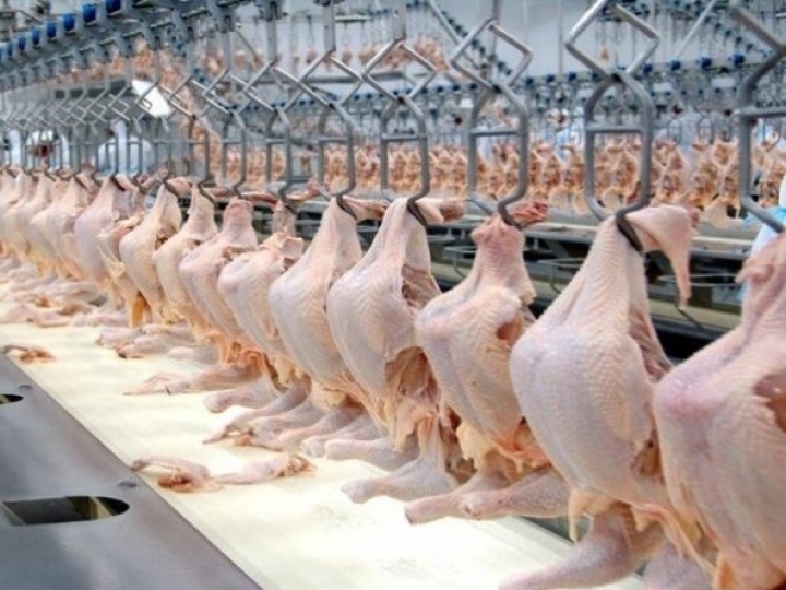 Exportações de carne de frango sobem 16,2% em junho