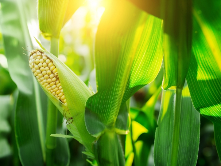 Novos híbridos de milho da Bayer apresentam até 11 sacas a mais por hectare na safra 2020/21 