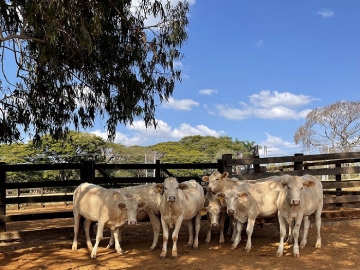 Embrapa vai leiloar 780 animais