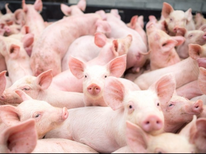 Custos de produção de frangos e de suínos recuam em junho