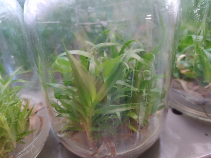 UFSCar e IAC produzem mudas de abacaxi in vitro