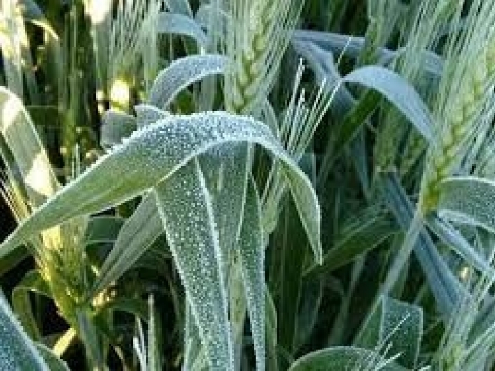 Previsão de geada continua para regiões Sul e Sudeste nos próximos dias