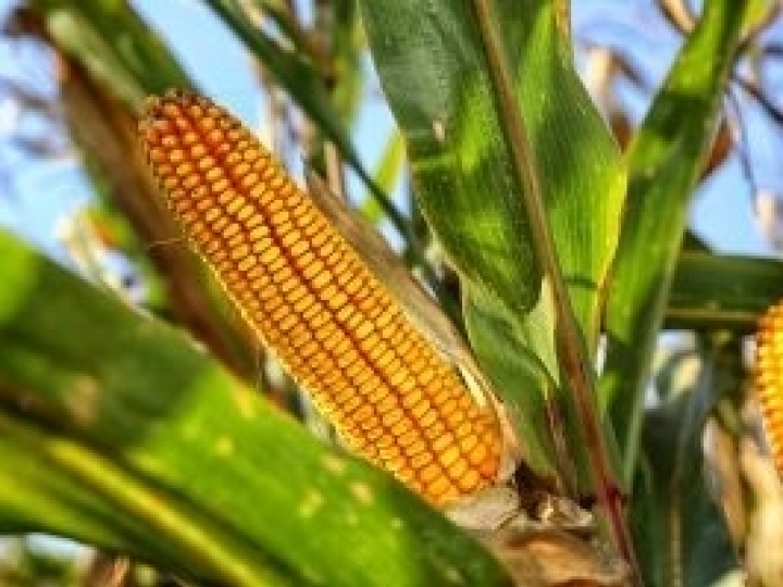 Mudanças climáticas afetam contratos internacionais de milho