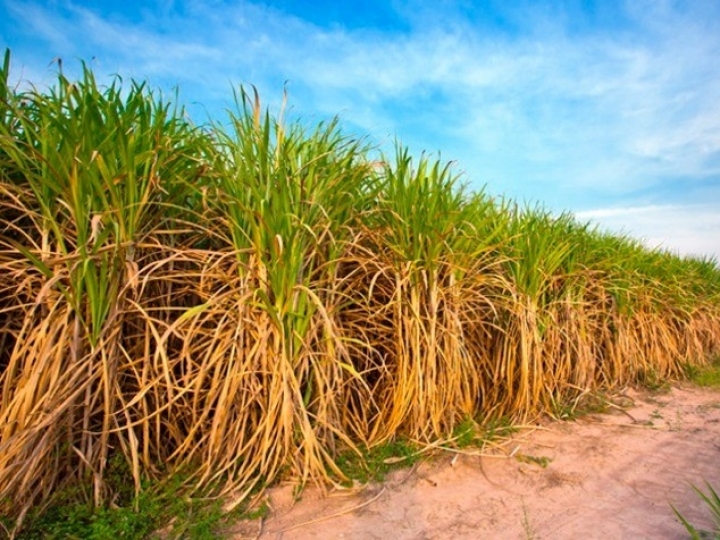 Soluções Ubyfol contribuem para aumento da produtividade  no cultivo de cana-de-açúcar 