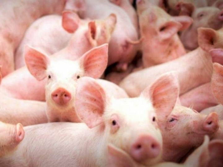 Primeira ocorrência de PSA nas Américas acende alerta da suinocultura do Brasil