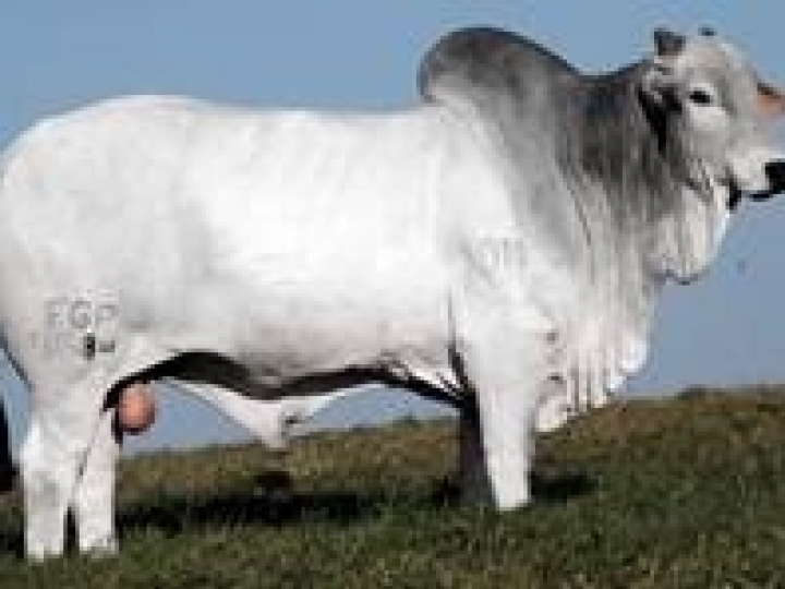 Guadalupe Agropecuária oferta Nelore avaliado, com facilidades de pagamento e frete grátis