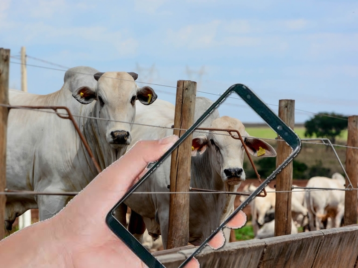 Como a inteligência artificial está mudando a realidade das fazendas de gado no Brasil