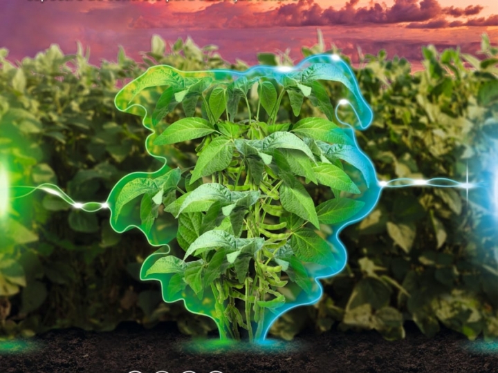 Primeiro biofungicida multissítio com associação de 2 bactérias 